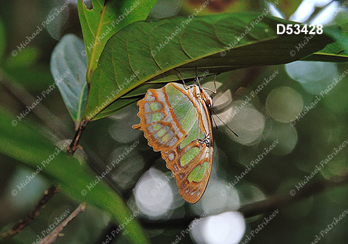Malachite Butterfly (Siproeta stelenes)